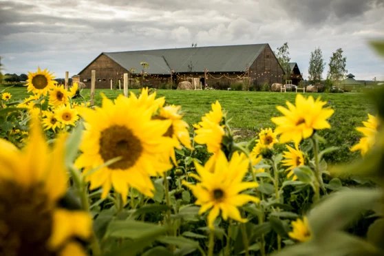 Miejsce pod pikniki firmowe | Spichlerz Wąsowo